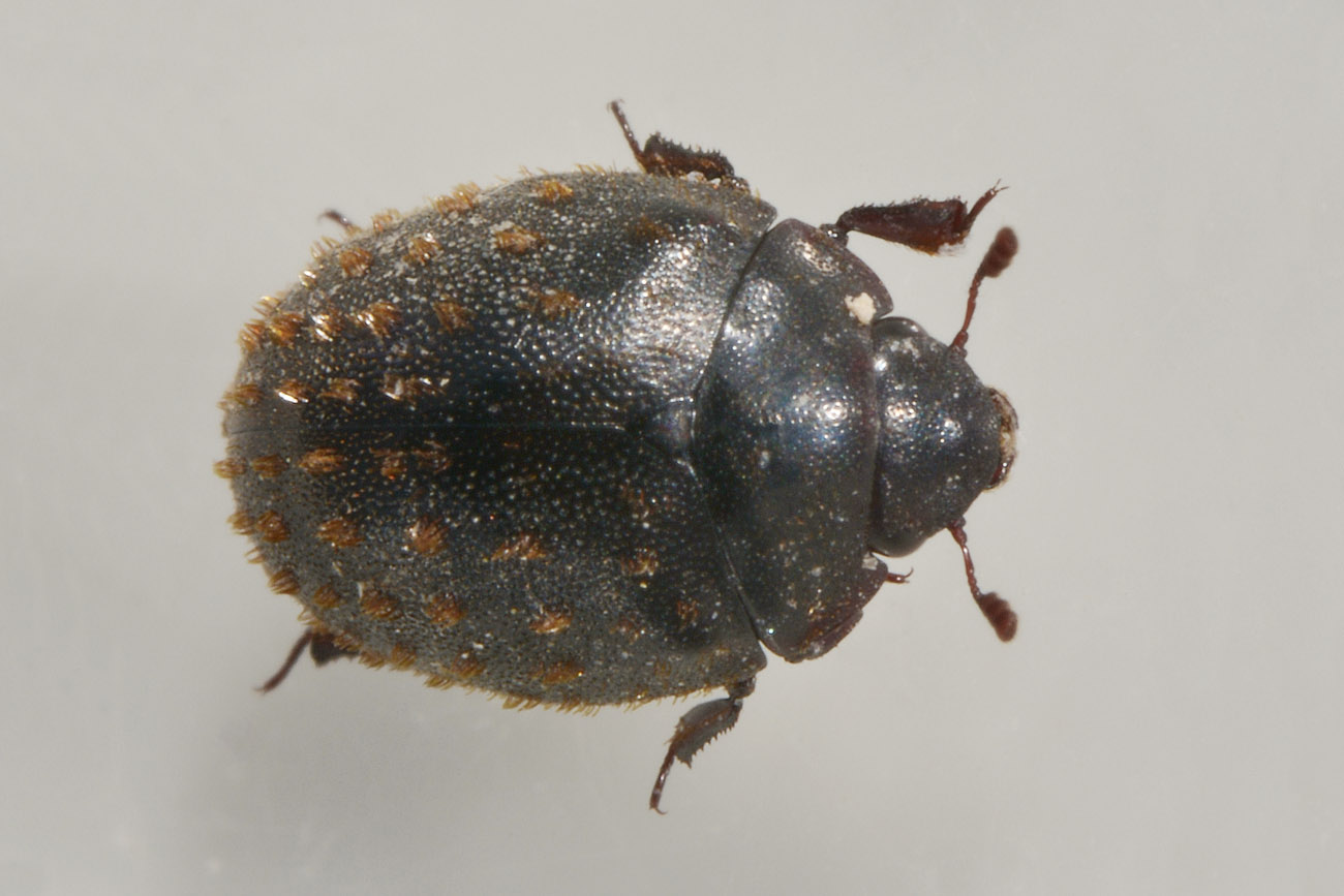 Nosodendron fasciculare , Nosodendridae